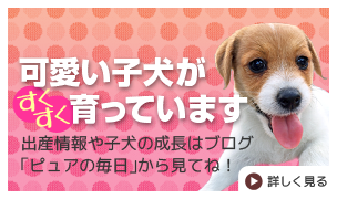 ジャックラッセルテリアの赤ちゃん子犬情報