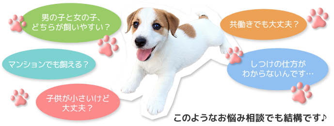 ジャックラッセルテリアについてのお問合わせ